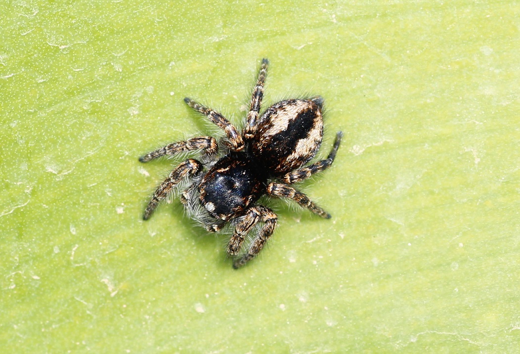 Philaeus chrysops, femmina - Gargano (FG)